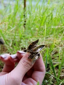 Üçlü Çiçek Desenli Antik Model Kadın Ayarlanabilir Yüzük Euy1256 thumbnail 3