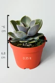 Echeveria Pollux rozet sukulent özel tür 8.5 kırmızı saksıda thumbnail 5
