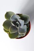 Echeveria Pollux rozet sukulent özel tür 8.5 kırmızı saksıda thumbnail 4