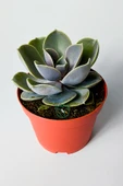 Echeveria Pollux rozet sukulent özel tür 8.5 kırmızı saksıda thumbnail 2