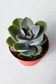 Echeveria Pollux rozet sukulent özel tür 8.5 kırmızı saksıda thumbnail 3