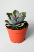Echeveria Pollux rozet sukulent özel tür 8.5 kırmızı saksıda thumbnail 1