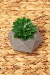 Mart Home Sukulent Mum - 2