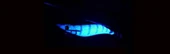 DTD Real Fish Oita 3.5 Egi Tip Run Glow 105 mm 17.5 gr Kalamar Zokası - 6
