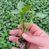 Aroması Yüksek Kaliforniya Tatlı Sarı Dolmalık Biber Fidesi (4 Adet) - 2