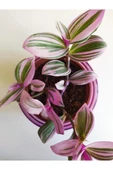 Pembe Telgraf Çiçeği Nanouk Telgraf Çiçeği Tradescantia Nanouk 9 cm'lik Saksıda thumbnail 2