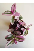 Pembe Telgraf Çiçeği Nanouk Telgraf Çiçeği Tradescantia Nanouk 9 cm'lik Saksıda thumbnail 3