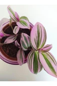 Pembe Telgraf Çiçeği Nanouk Telgraf Çiçeği Tradescantia Nanouk 9 cm'lik Saksıda thumbnail 1