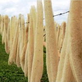 Kabak Lifi Ham Parça, 15-18 cm, 2 Adet Derya Eren - 6