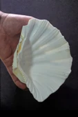 Büyük Deniz Kabuğu Tridacna Gigas 32TG - 2