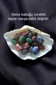 Büyük Deniz Kabuğu Tridacna Gigas 32TG - 4