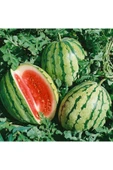 ZENGARDEN EV VE BAHÇE Erkenci karpuz tohumu geleneksel watermelon dixie queen - 3