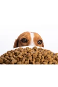 canlipetshop Taze Paketlenmiş sokak hayvanları için köpek maması 1 kg kuzu etli - 1