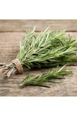 Avivazo Taze Günlük Biberiye (ROSEMARY) 40gr - 1