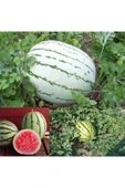 ZENGARDEN EV VE BAHÇE Erkenci karpuz tohumu geleneksel watermelon dixie queen - 4
