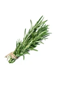 bahrat baharat dükkanı Taze Yaş Biberiye (Rosemary) 25Gr - 1