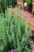 Herb Bahçeden Dalından Ilaçsız Taze Biberiye-40 Gr - 2
