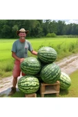 ZENGARDEN EV VE BAHÇE Dev karpuz tohumu geleneksel watermelon florida giant - 1