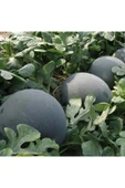 ZENGARDEN EV VE BAHÇE Siyah elmas karpuz tohumu geleneksel watermelon black diamond - 2