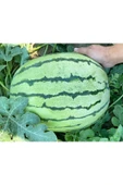 ZENGARDEN EV VE BAHÇE Erkenci karpuz tohumu geleneksel watermelon dixie queen - 2