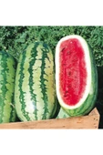 ZENGARDEN EV VE BAHÇE Jübile karpuz tohumu geleneksel jubilee watermelon seeds - 3
