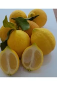 Elit Limon 2 kg bol sulu thumbnail 1