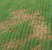 Agrinova JU603B2-RM Benzinli Çim Havalandırma Makinesi - 3