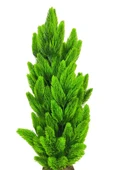 Yapay Çiçek Kütük Saksıda Çam Ağacı 50cm - 6