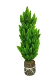 Nettenevime Yapay Çiçek Kütük Saksıda Çam Ağacı 50cm - 5