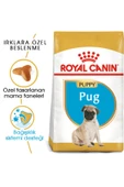 Pug Puppy Yavru Köpek Maması 1,5 Kg - 2
