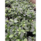 Gardenya Çiçeği Bol Kokulu 10-20 cm thumbnail 2