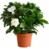 Gardenya Çiçeği Bol Kokulu 10-20 cm thumbnail 1