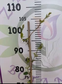 Arap Yasemini (Rhyncospermum jasminoides) - Hoş Kokulu ve Dayanıklı Sarmaşık Bitkisi  100 CM+ - 4