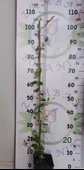 Arap Yasemini (Rhyncospermum jasminoides) - Hoş Kokulu ve Dayanıklı Sarmaşık Bitkisi  100 CM+ - 2