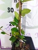 Arap Yasemini (Rhyncospermum jasminoides) - Hoş Kokulu ve Dayanıklı Sarmaşık Bitkisi  100 CM+ - 3