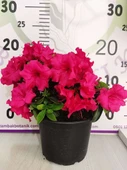 Pembe Açelya (Azalea) - Renkli ve Göz Alıcı Çiçekli Bitki - 2
