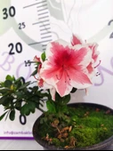 Alaclı Pembe Beyaz Açelya (Azalea) - Renkli ve Göz Alıcı Çiçekli Bitki - 1