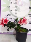 Alaclı Pembe Beyaz Açelya (Azalea) - Renkli ve Göz Alıcı Çiçekli Bitki - 2