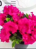 Pembe Açelya (Azalea) - Renkli ve Göz Alıcı Çiçekli Bitki - 4