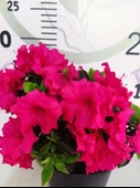 Pembe Açelya (Azalea) - Renkli ve Göz Alıcı Çiçekli Bitki - 3