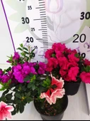 Alaclı Pembe Beyaz Açelya (Azalea) - Renkli ve Göz Alıcı Çiçekli Bitki - 3