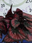 Rex Begonya (Begonia rex) - Gösterişli ve Renkli Yapraklı İç mekan bitkisi - 2