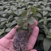 Paper Pot İçerisinde İri Çiçekli Kırmızı Beyaz Swingtime Küpe Çiçeği Fidesi (10 ADET) - 2