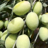 Seneye Meyve Verecek Durumda Kendine Verimli İri Meyveli Kırmalık Doldurmalık Domat Zeytin Fidanı - 1