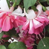 Çok İri Çiçekli Katmerli Marbeller Double White Pink Küpe Çiçeği Fidesi (10 Adet) - 1