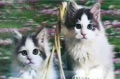 3 Boyutlu Resim  Sevimli Kediler İkili Kedi Resmi Tablosu 40x60 Cm - 1