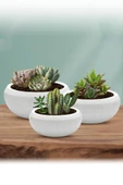 Omnipazar KRS-612 Dekoratif Büyük Aranjman Kaktus Sukulent Saksı 4.2 Litre thumbnail 7