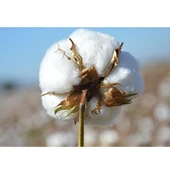 2li Pamuklu Yastık İç Dolgu 1250gr Pamuk Dolgulu (50x70) thumbnail 2