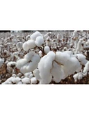 2li Pamuklu Yastık İç Dolgu 1250gr Pamuk Dolgulu (50x70) thumbnail 3