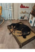 Köpek Yatağı 70*100 Cm Bilboa Rahat Ve Yıkanabilir Minder Yatak Dahil - 3